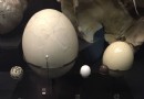 貝蒂生物多樣性館