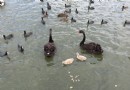 悉尼世紀公園