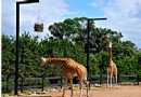 塔龍加動物園