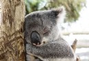 瑪璐考拉和動物公園
