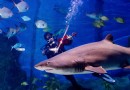 墨爾本水族館