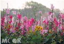 蜀葵花燦爛綻放 台南百花齊放正美