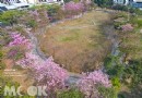 空拍洋紅風鈴木滿開 粉色系覆台中市區公園