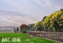 台中曠野田間出現超秘境 榕樹大道奇幻神景