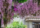石斛蘭大量花瀑布 嘉義秘境餐廳熱烈勝放