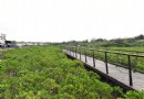 水岸魚塘綠隧道 桃園全台最大濕地新規劃