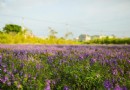 全台首座干燥花農場 DIY體驗和四季花海在桃園