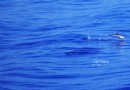愛琴海