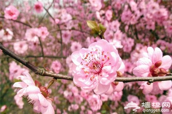 北京周邊踏青賞花全攻略，桃花櫻花海棠玉蘭應有盡有[牆根網]