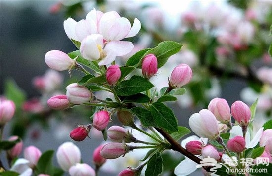 北京周邊踏青賞花全攻略，桃花櫻花海棠玉蘭應有盡有[牆根網]