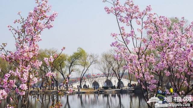 賞花季來了 北京最熱門賞花地兒攻略[牆根網]