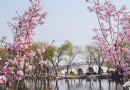 賞花季來了 北京最熱門賞花地兒攻略