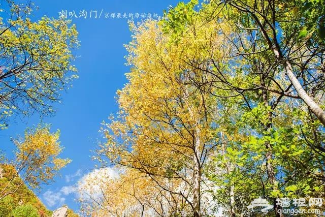 九月別約我 我去京郊最美的原始森林賞秋色了