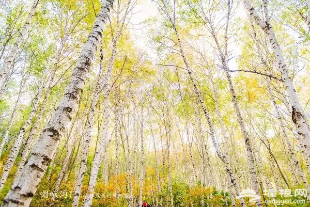 九月別約我 我去京郊最美的原始森林賞秋色了