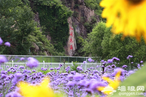 北京的人間花海[牆根網]