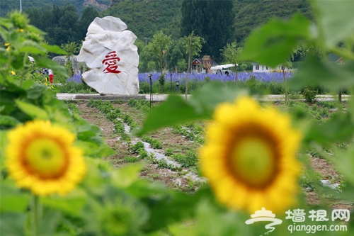 北京的人間花海[牆根網]