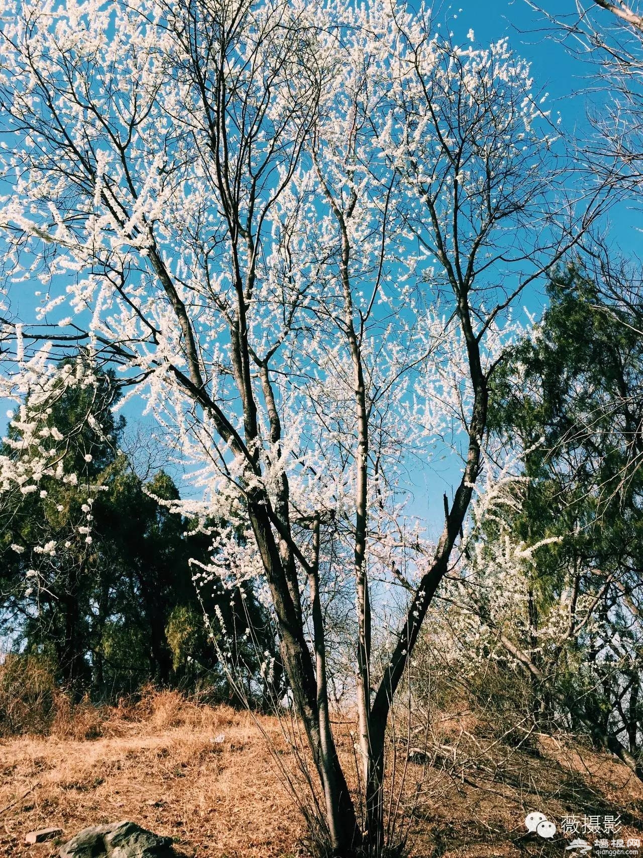 花開時節，不負京城好春光|京城賞花攻略[牆根網]