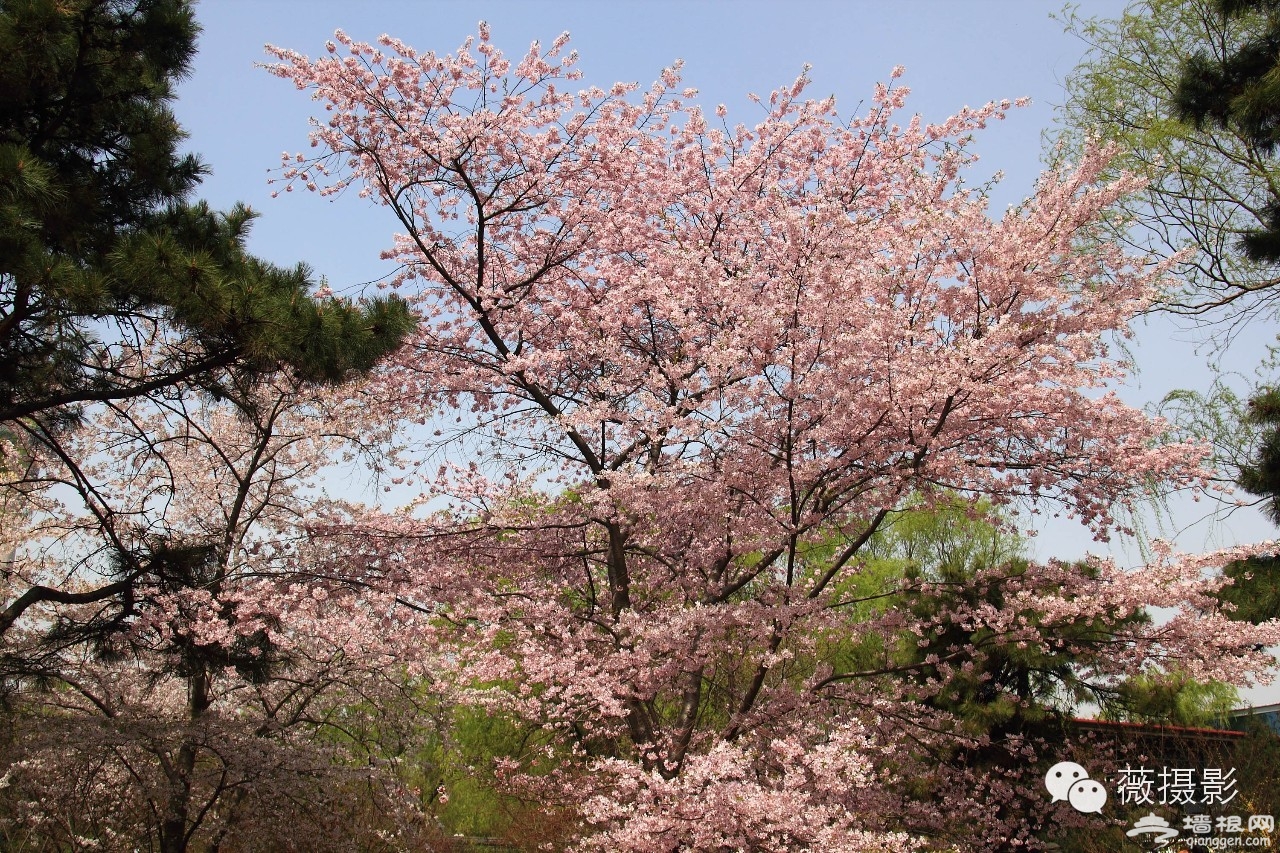 花開時節，不負京城好春光|京城賞花攻略[牆根網]