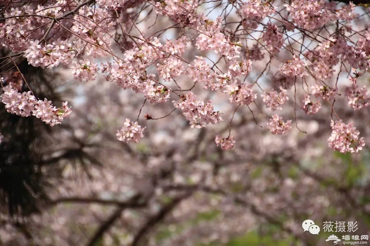 花開時節，不負京城好春光|京城賞花攻略[牆根網]