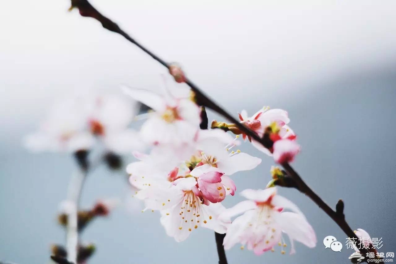 花開時節，不負京城好春光|京城賞花攻略[牆根網]