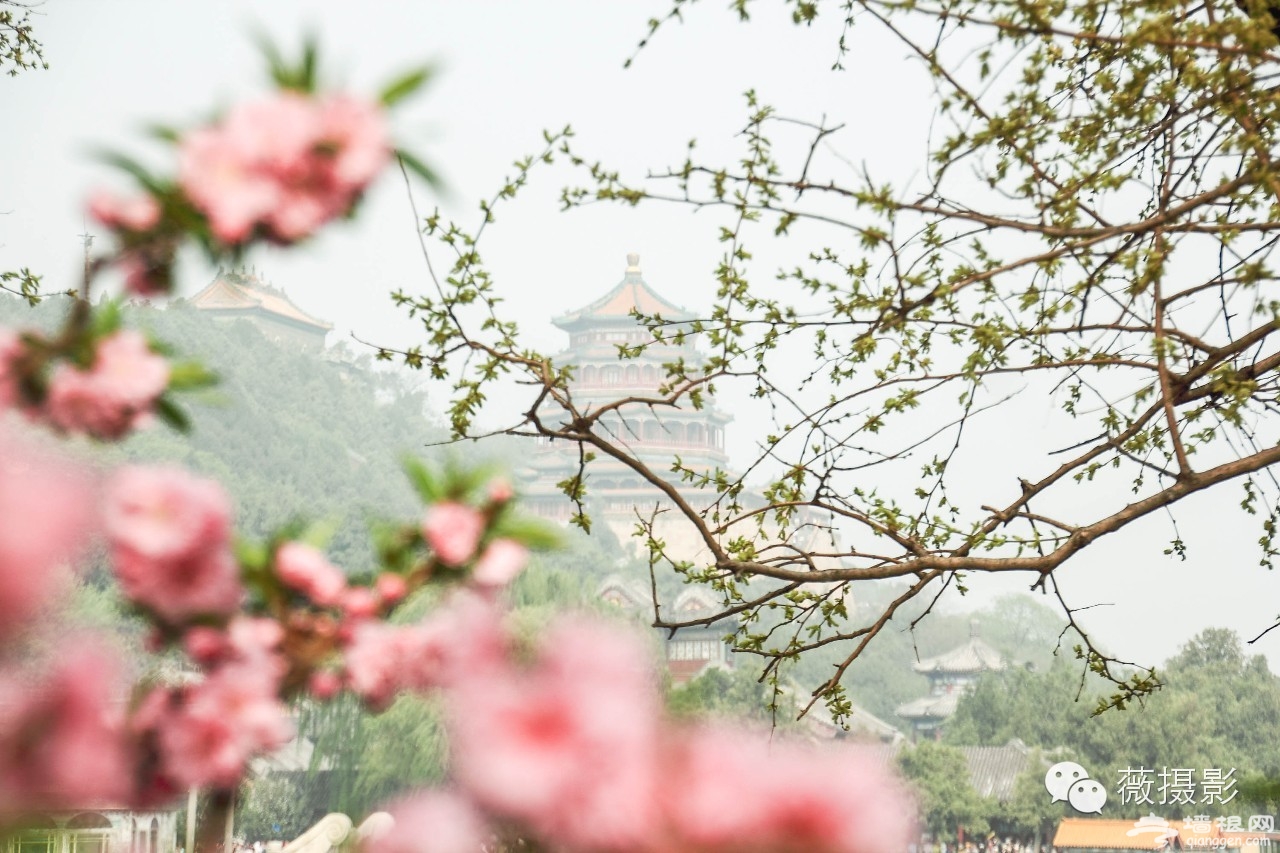 花開時節，不負京城好春光|京城賞花攻略[牆根網]