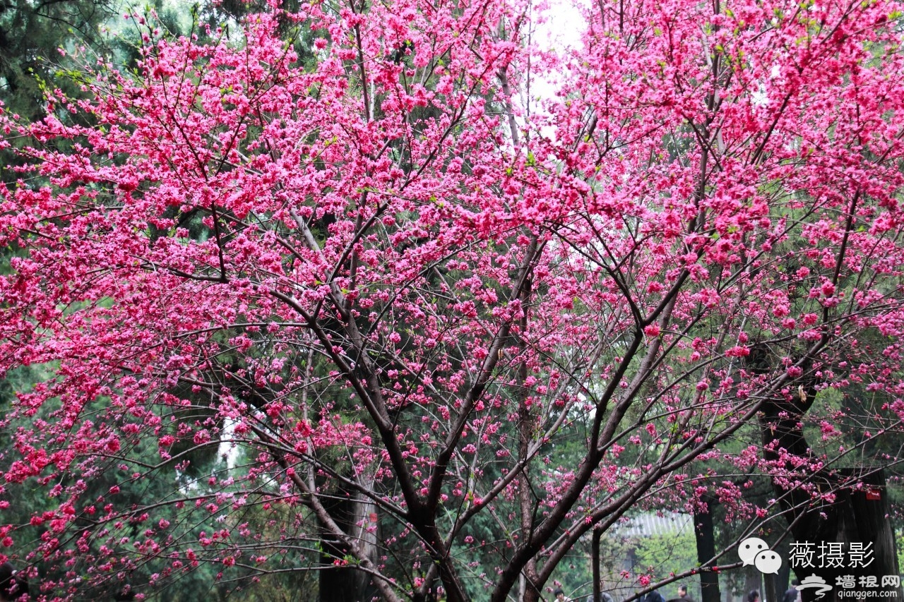 花開時節，不負京城好春光|京城賞花攻略[牆根網]