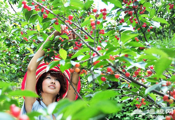 韭園村:在最美鄉村,摘玲珑,品瑪瑙