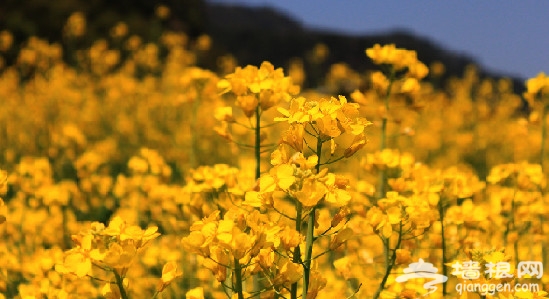 春暖花開 追尋童年裡的那些油菜花