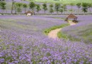 忻城薰衣草莊園