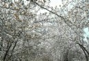 泰豐園