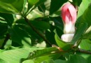 龍架山國家森林公園