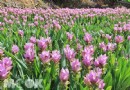 熱情花卉姜荷花盛放 台中粉紅花海氣質爆表