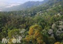 苗栗有黃白雙花海絕美交疊 相思油桐點綴山林