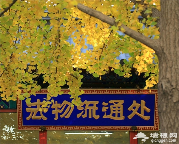 雍和宮圖片 雍和宮圖片