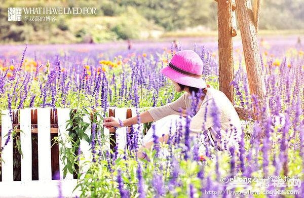 北京延慶四季花海游記圖片欣賞 陽光下的璀璨花海