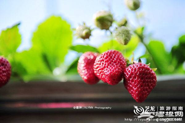 北京昌平春季草莓采摘游記分享 采草莓品嘗農家菜