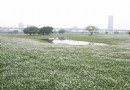 台北春神降臨白雪霭霭 白花三葉草花海